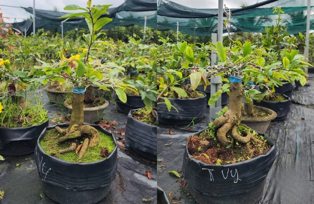 Lựa chọn vị trí trồng và ánh sáng phù hợp
