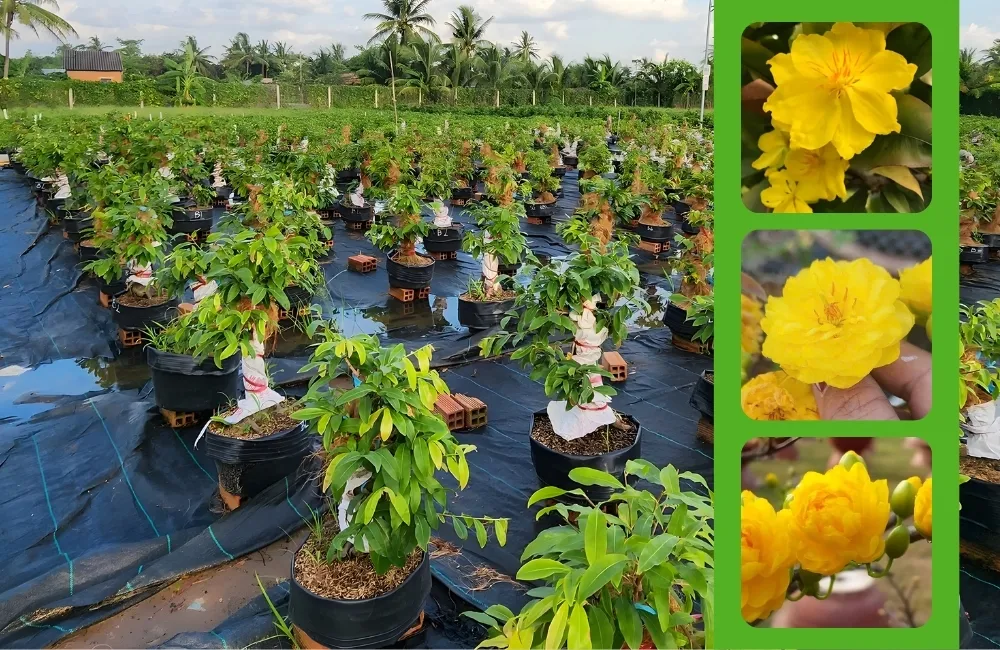 Hiểu đúng về mai cúc tường vy cấy mô trước khi trồng