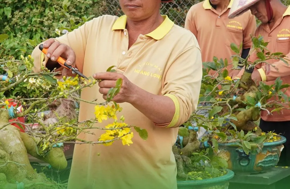 Lỗi cắt đôn mai