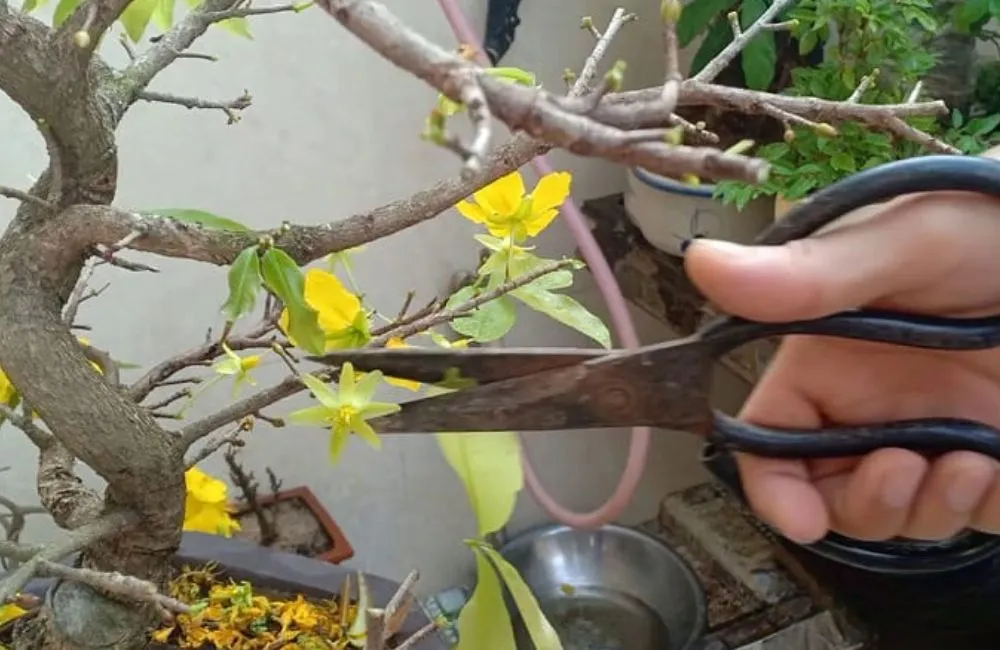 Lỗi cắt đôn mai 