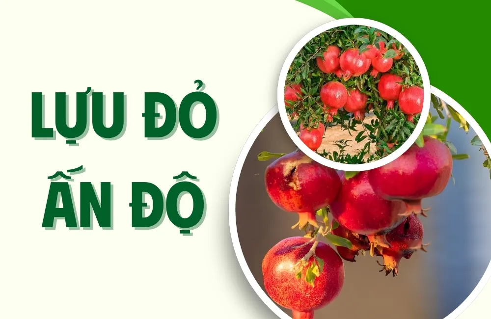 Tổng Quan Về Giống Lựu Đỏ Ấn Độ