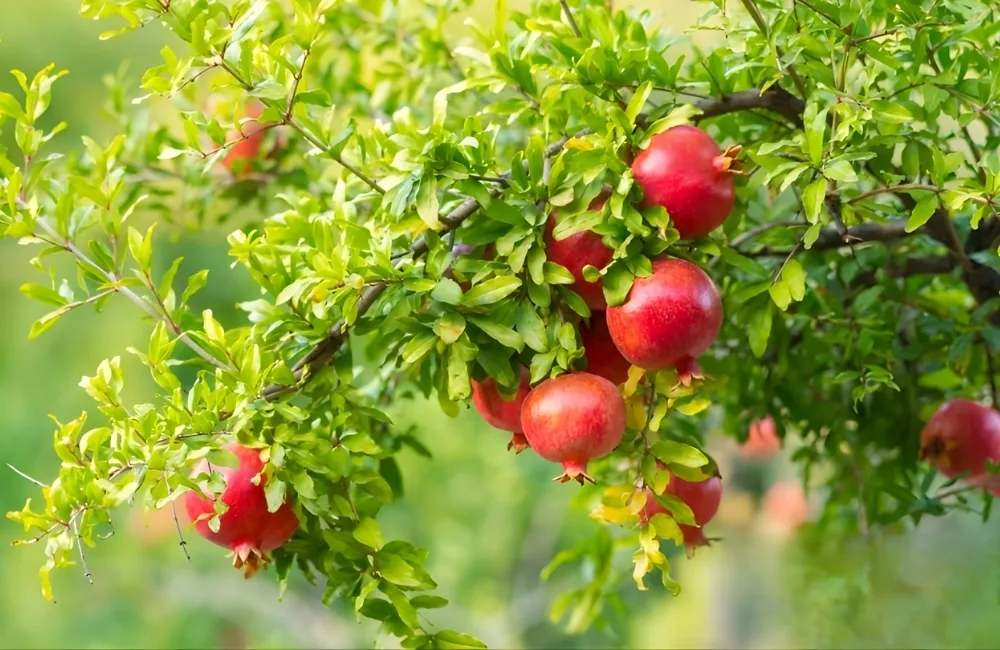 Đặc Điểm Trái Lựu Đỏ Ấn Độ
