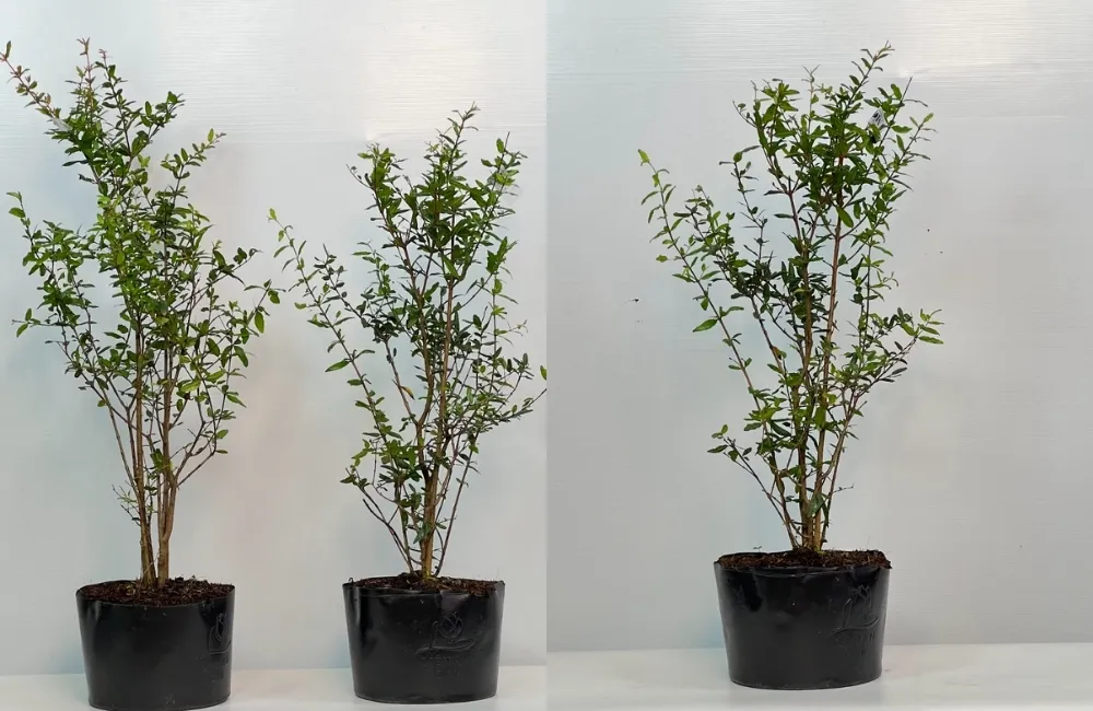 Cách Chọn Cây Giống Lựu Đỏ Ấn Độ Chuẩn