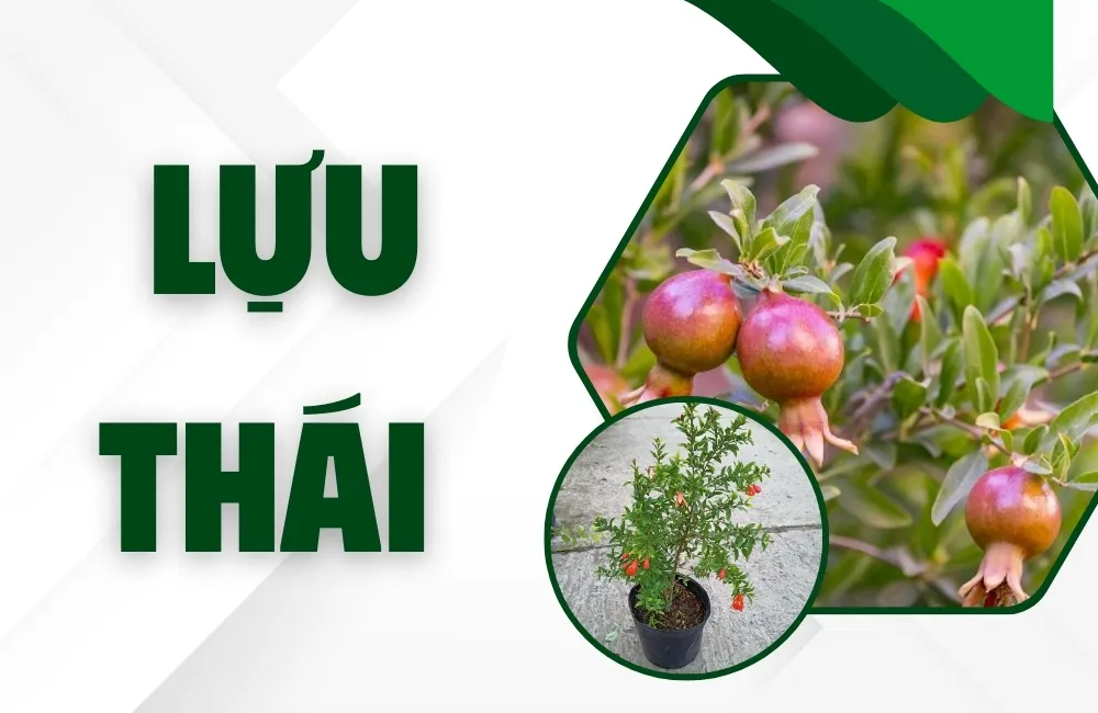 Tổng Quan Về Giống Lựu Thái
