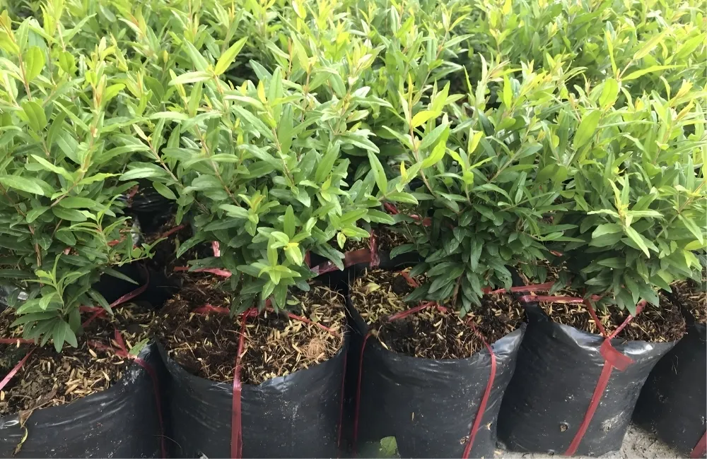 Cách Chọn Cây Giống Lựu Thái Chuẩn