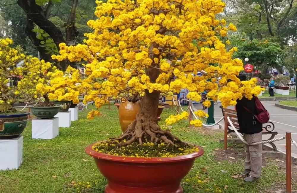So sánh mai cúc đổi màu cấy mô và mai 