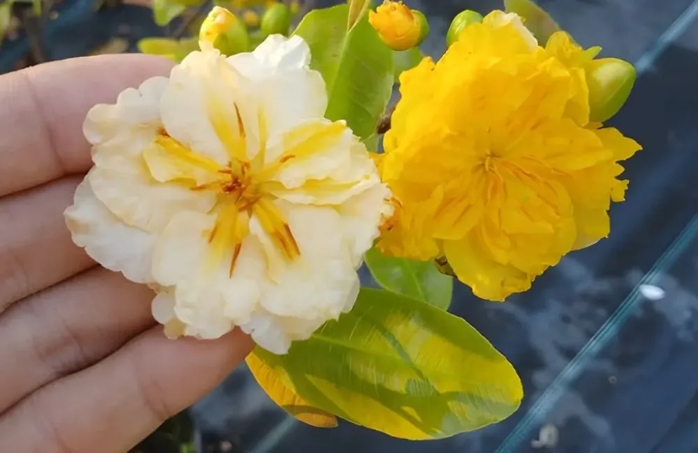 So sánh mai cúc đổi màu cấy mô và mai 