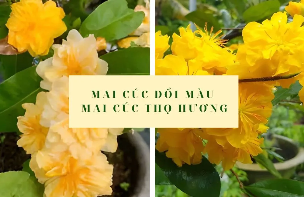 So sánh mai cúc đổi màu cấy mô và mai cúc thọ hương