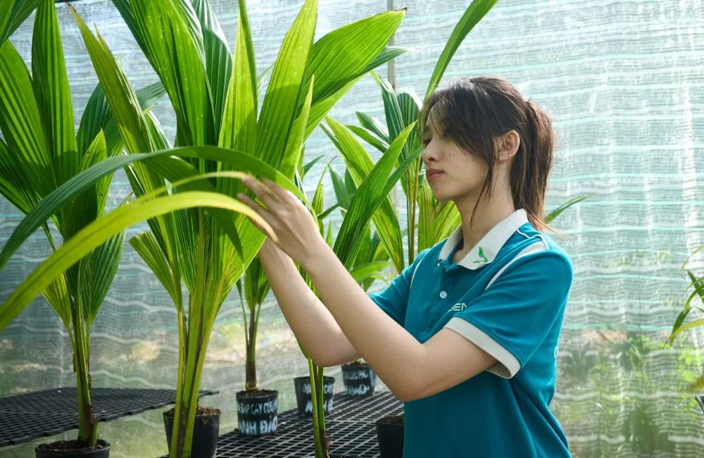 Mẹo chọn dừa giống 