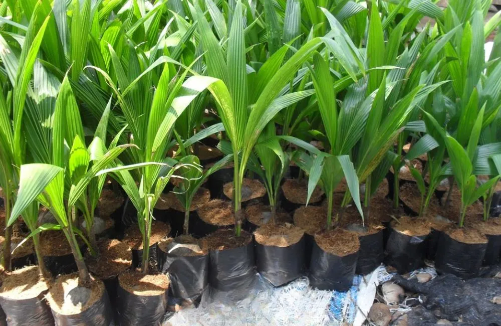 Mẹo chọn dừa giống 