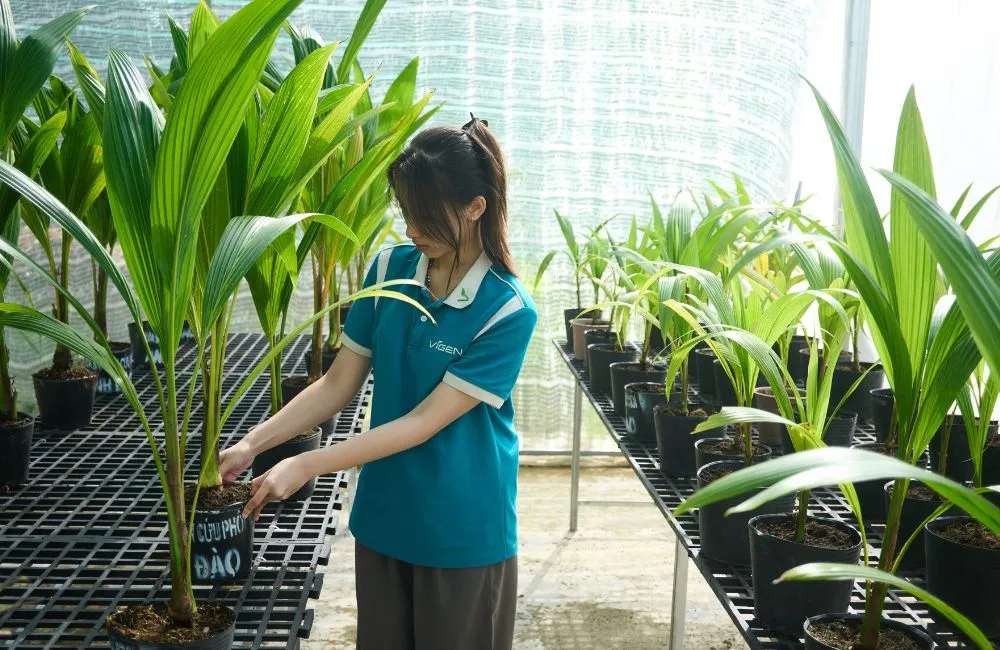 Mẹo chọn dừa giống 