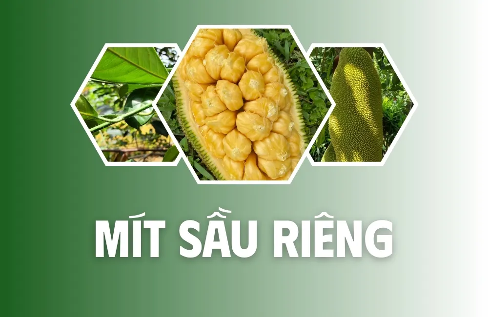 Tổng Quan Về Giống Mít Sầu Riêng