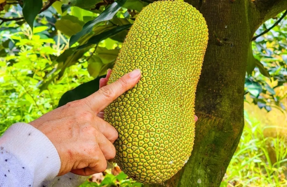 Đặc Điểm Trái Mít Sầu Riêng