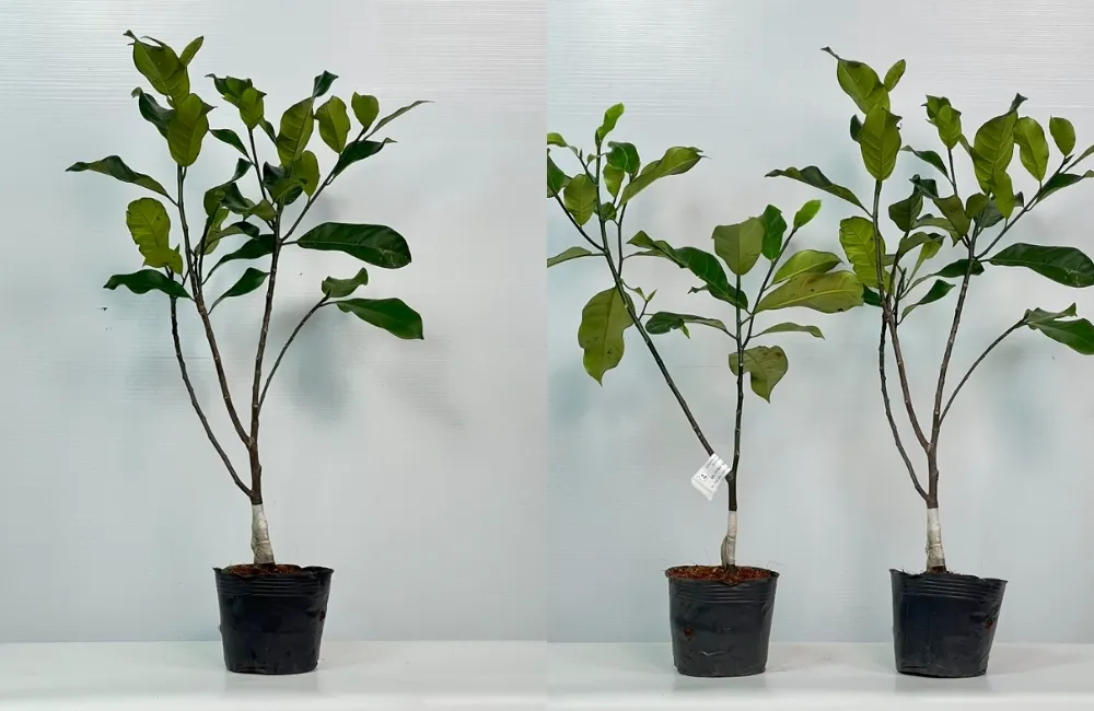 Cách Chọn Cây Giống Mít Sầu Riêng Chuẩn