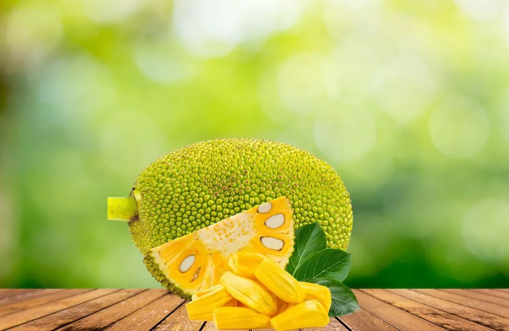 Hiệu suất kinh tế khi trồng mít Thái