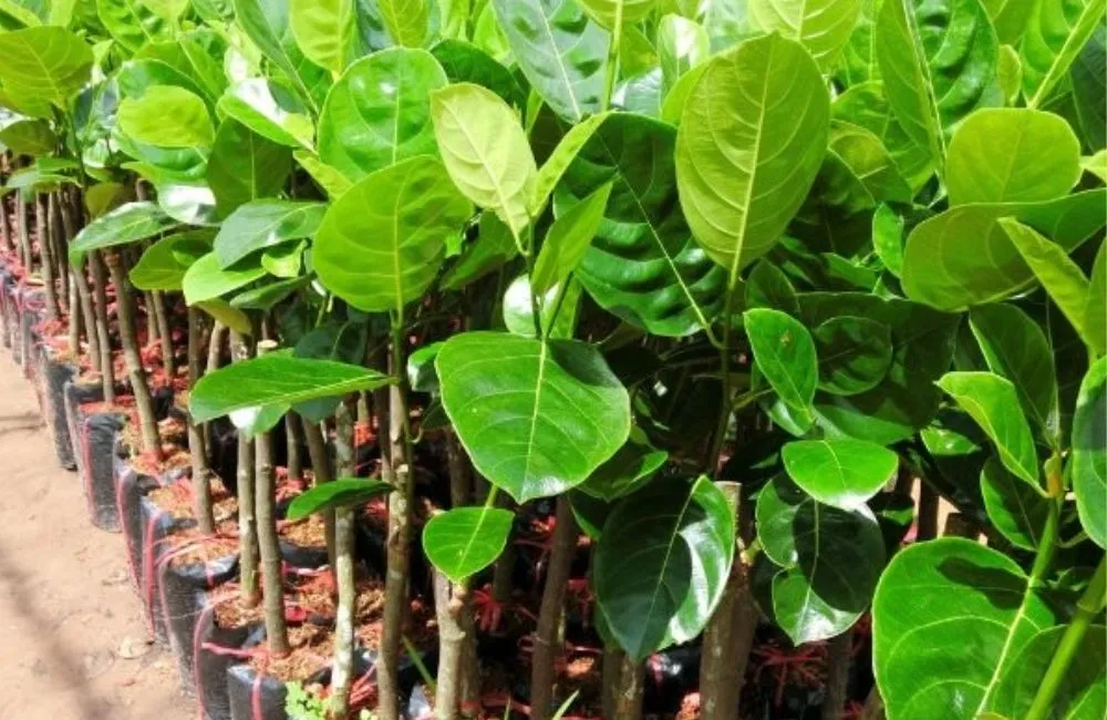 Đặc điểm cây mít Thái