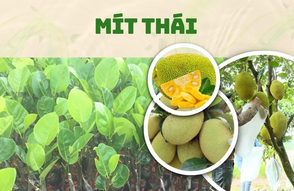 Cấy giống mít Thái