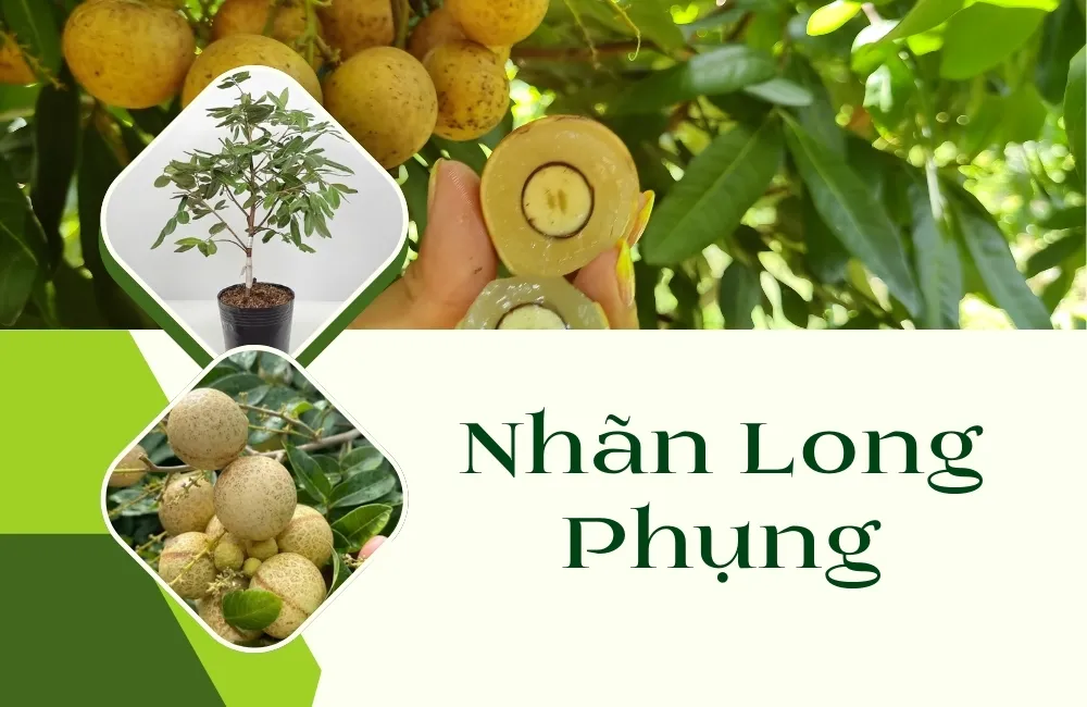 Tổng Quan Về Giống Nhãn Long Phụng