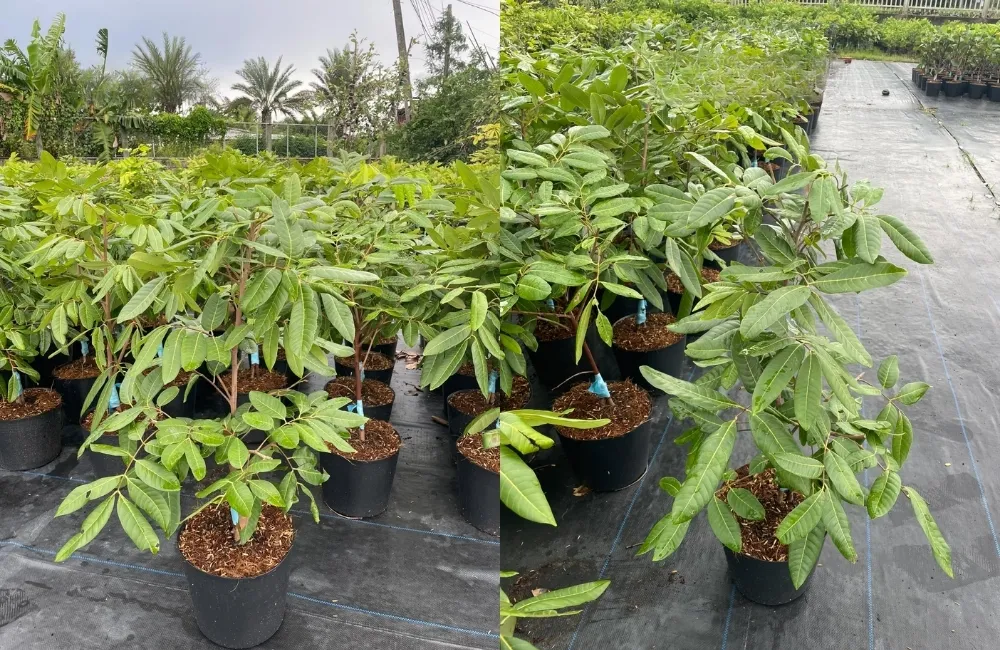 Đặc Điểm Trái Nhãn Long Phụng