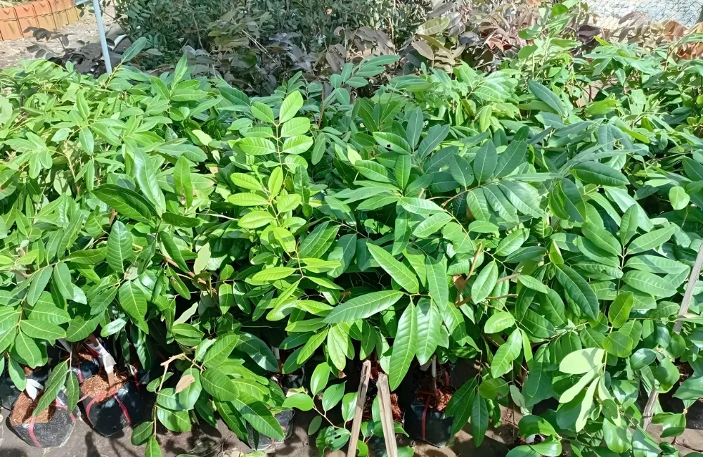 Cách Chọn Cây Giống Nhãn Long Phụng Chuẩn