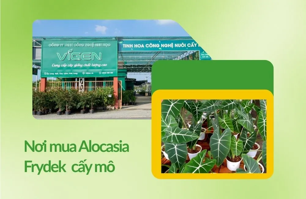 nơi mua Alocasia Frydek cấy mô