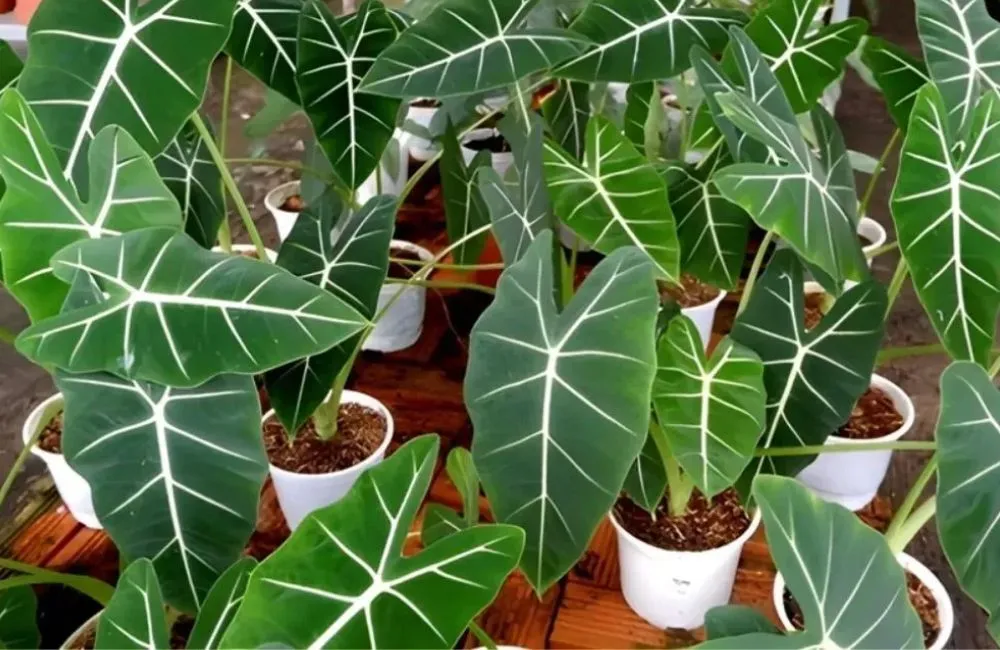 Nơi mua Alocasia Frydek cấy mô