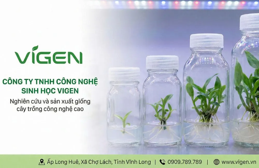Nơi mua Alocasia Frydek cấy mô