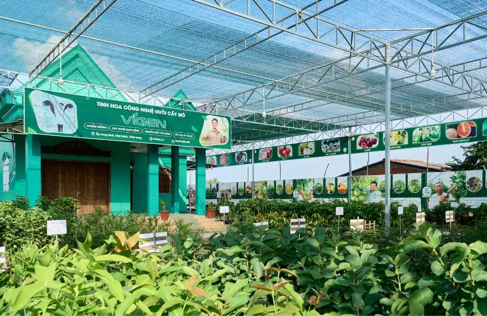 Nơi mua Alocasia Frydek cấy mô