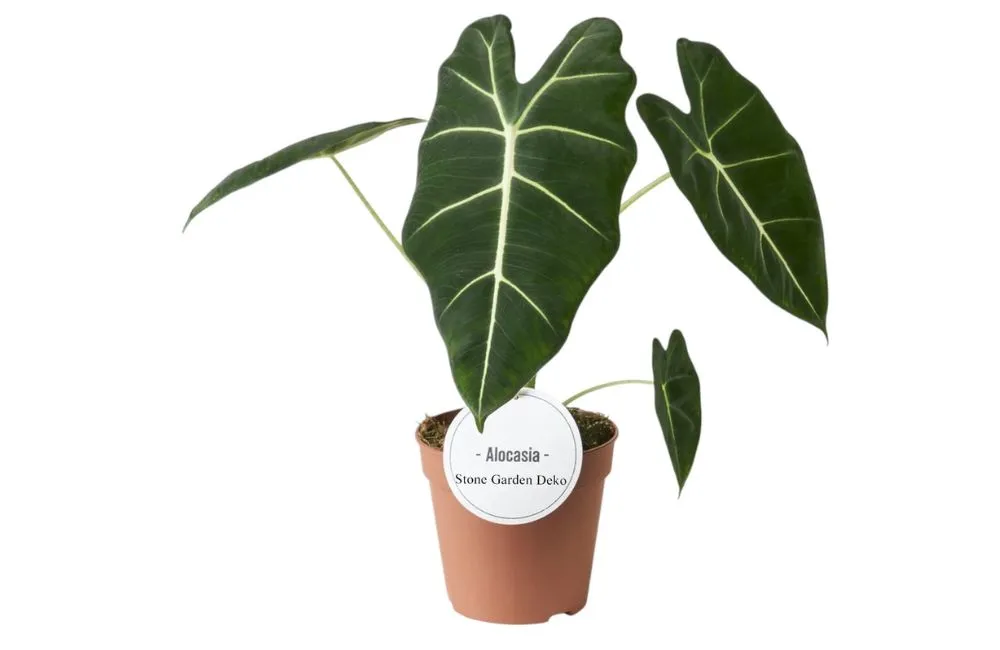 Nơi mua Alocasia Frydek cấy mô