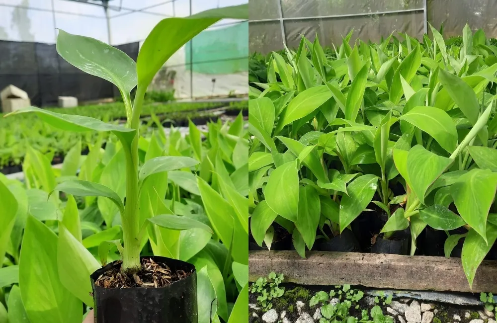 Tiêu chí chọn nơi mua chuối già nam mỹ cấy mô uy tín