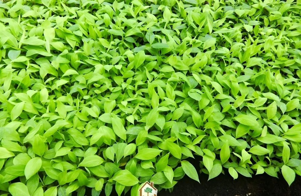 Gợi ý nơi mua chuối già nam mỹ cấy mô uy tín