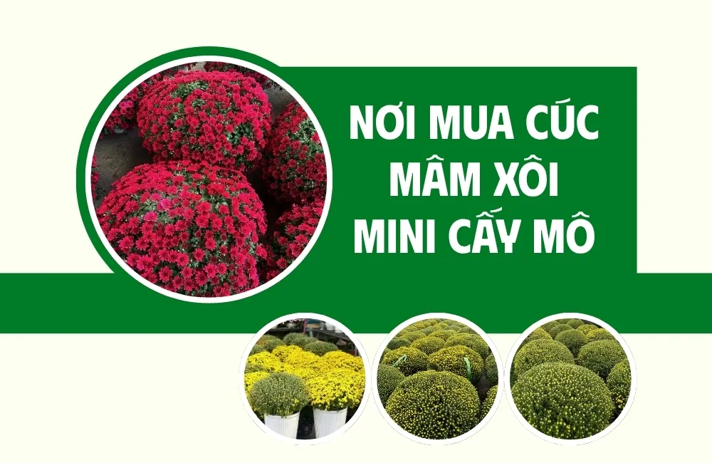 Nhu cầu mua cúc mâm xôi mini cấy mô hiện nay và những rủi ro thường gặp
