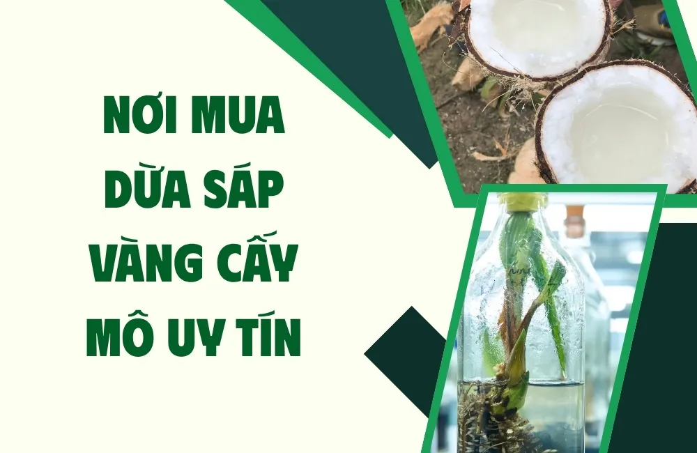 Vì sao nên mua dừa sáp vàng cấy mô?