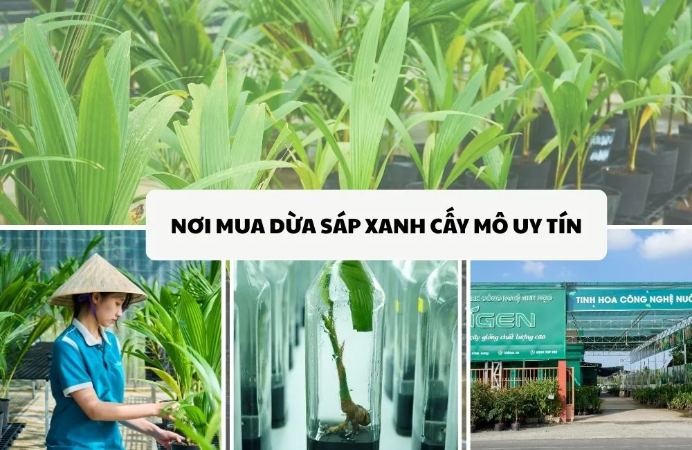 Nơi mua dừa sáp xanh cấy mô uy tín