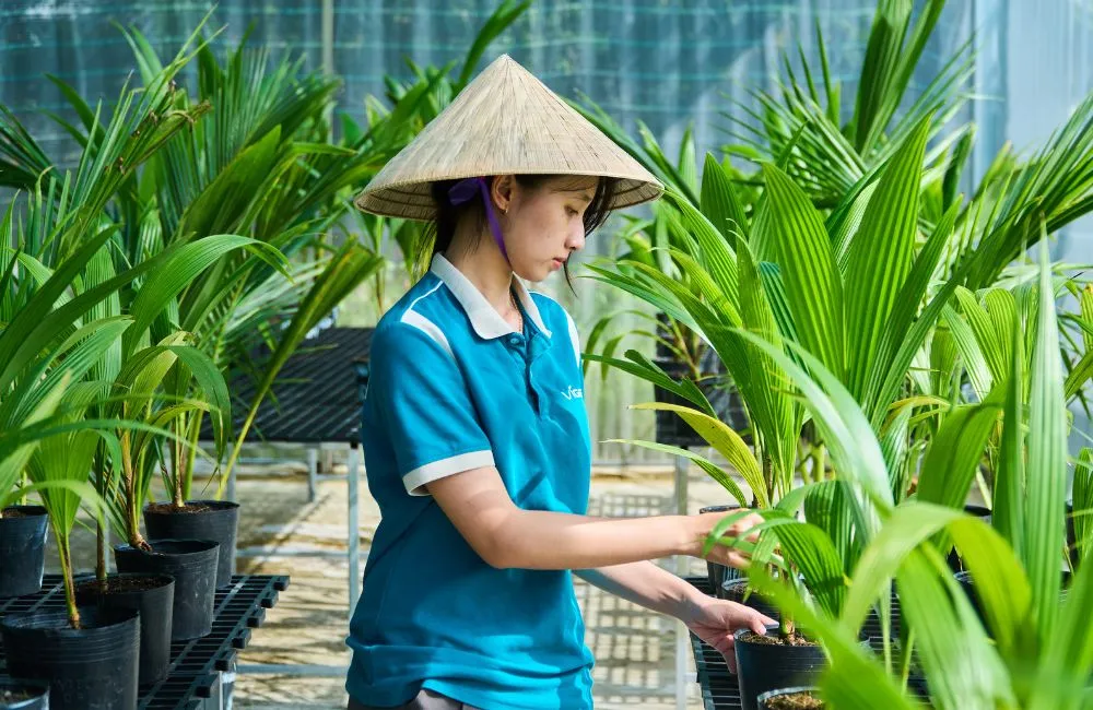 Vì sao chọn nơi mua dừa sáp xanh cấy mô uy tín