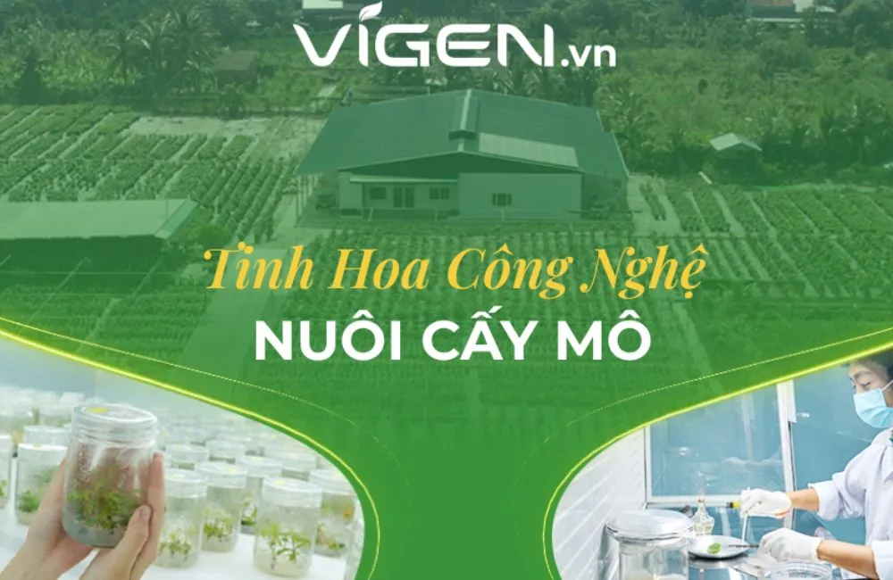 Nơi mua dừa sáp xanh cấy mô uy tín: ViGen