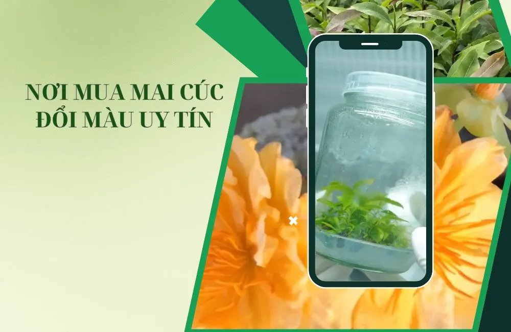 Nơi mua mai cúc đổi màu cấy mô uy tín