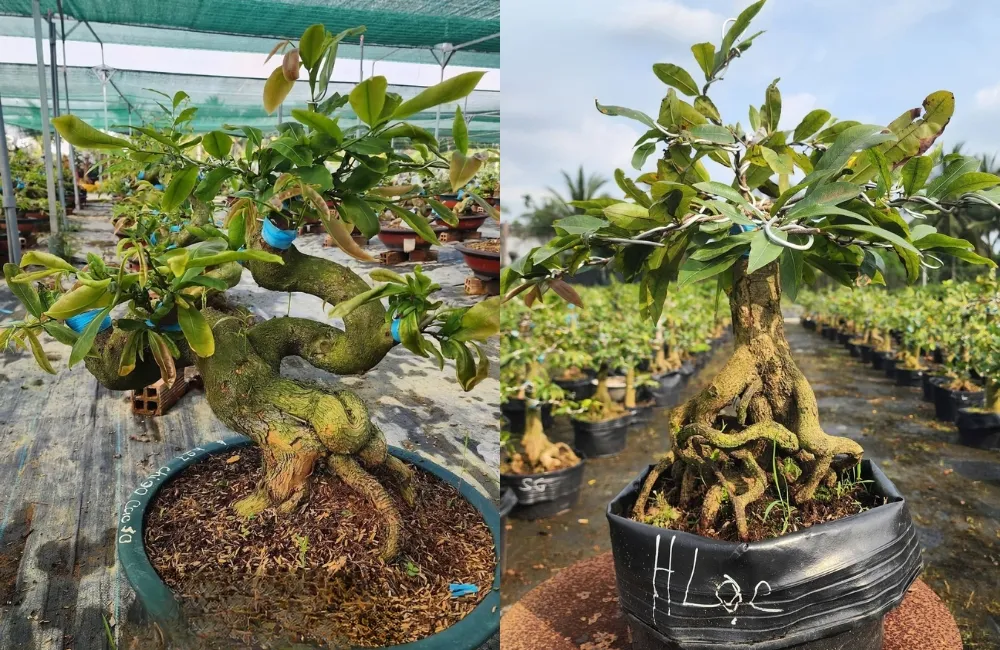 Nguồn gốc cây giống mai cúc hoàng lộc rõ ràng