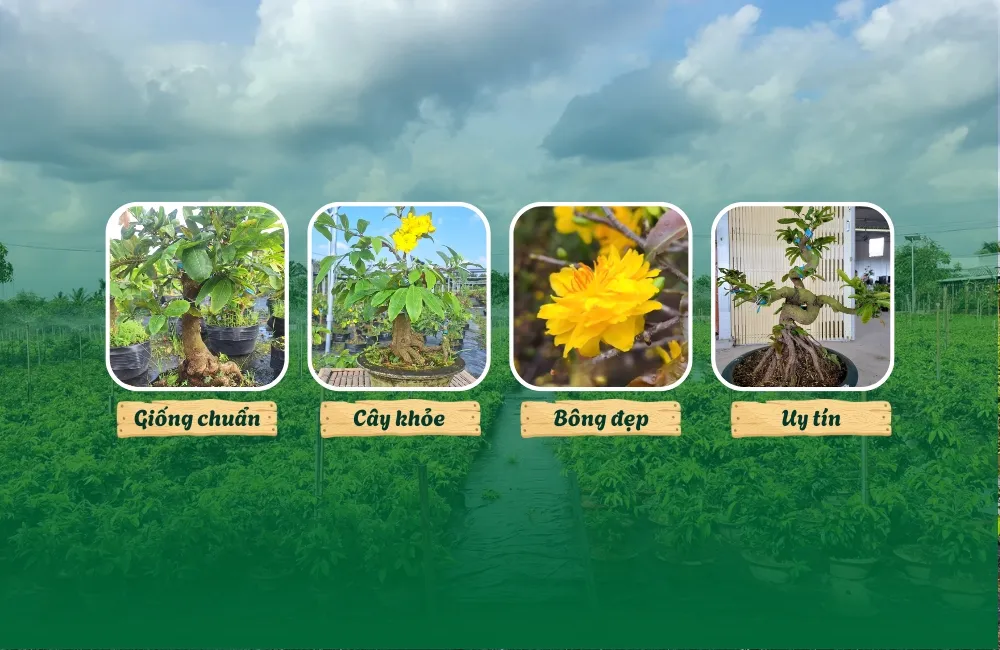 Mai cúc hoàng lộc cấy mô là gì? Vì sao được ưa chuộng?
