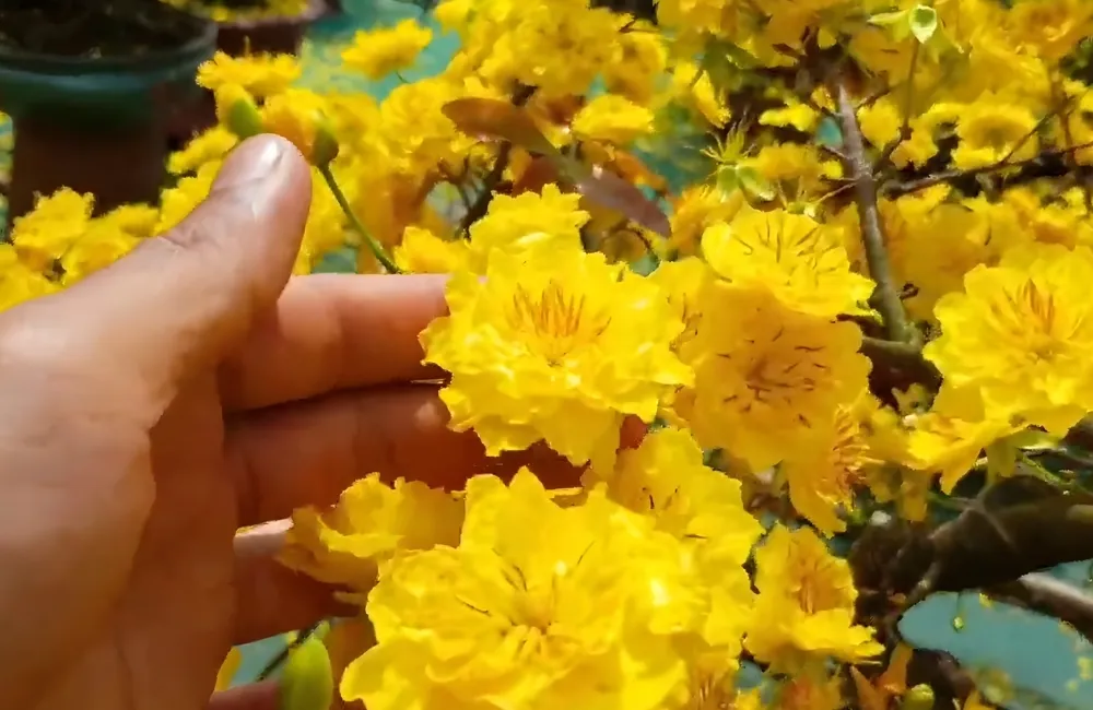 Gợi ý các nhà vườn – địa chỉ bán mai cúc thọ hương uy tín