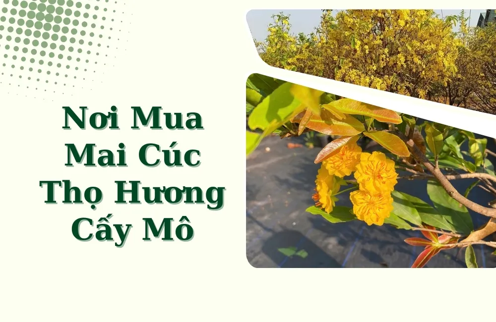 Tiêu chí chọn nơi mua mai cúc thọ hương cấy mô