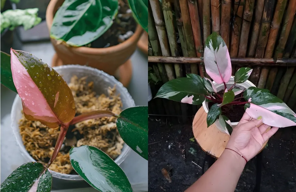 So sánh giá & chất lượng Philodendron Pink Princess Cấy Mô