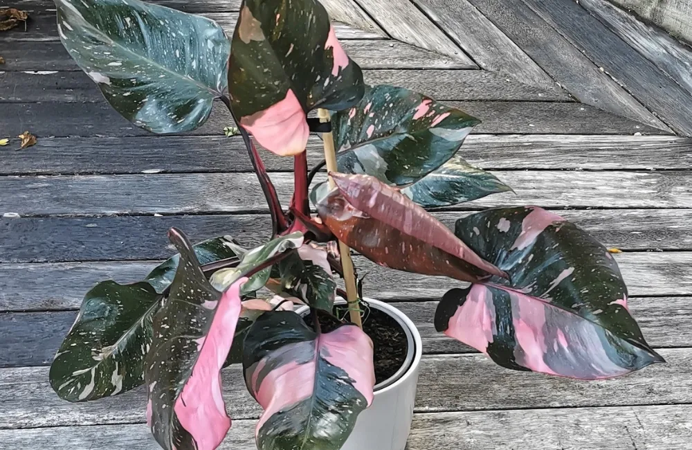 Lưu ý khi nhận Philodendron Pink Princess Cấy Mô