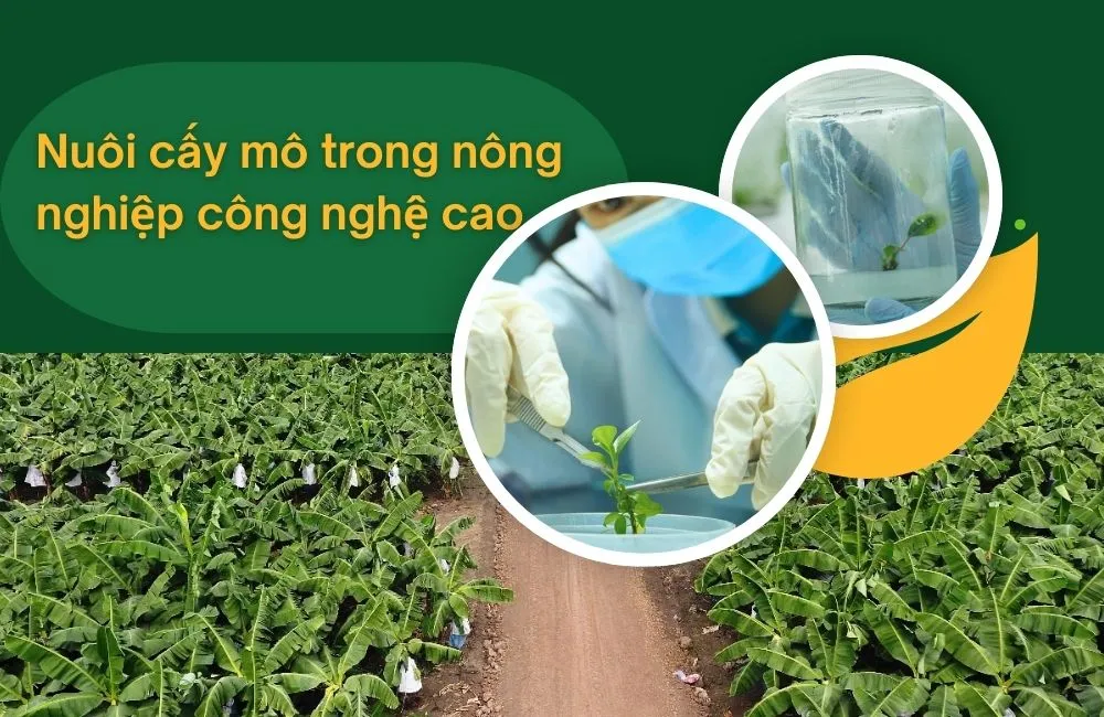 Nuôi cấy mô trong nông nghiệp công nghệ cao