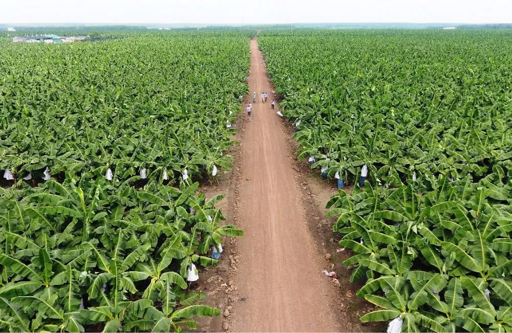 Nuôi cấy mô trong nông nghiệp công nghệ cao