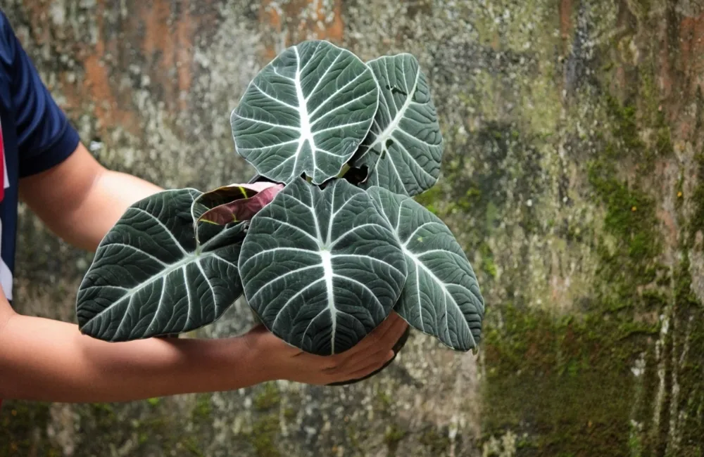 Cách nhận biết Alocasia Black Velvet cấy mô chuẩn giống