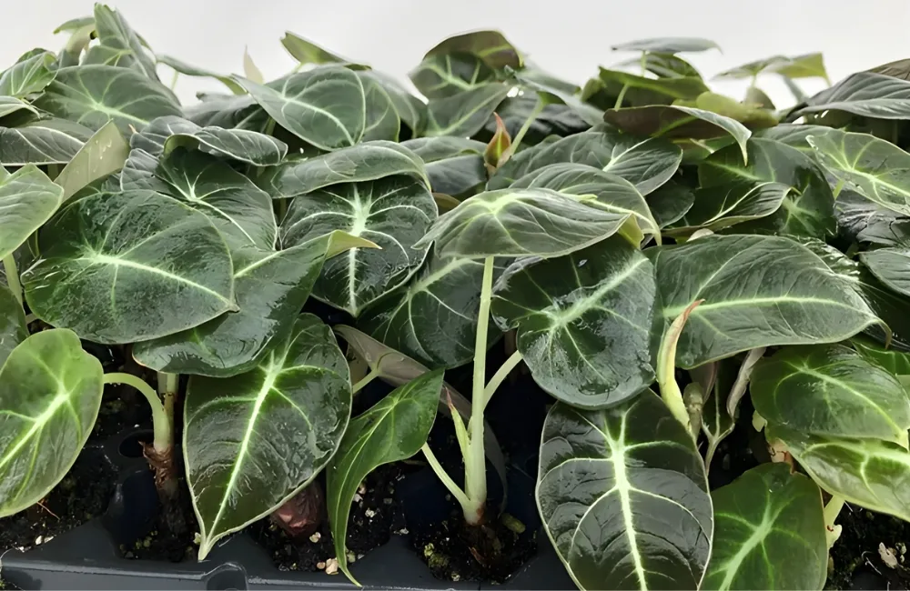 Chọn Alocasia Black Velvet cấy mô theo ngân sách