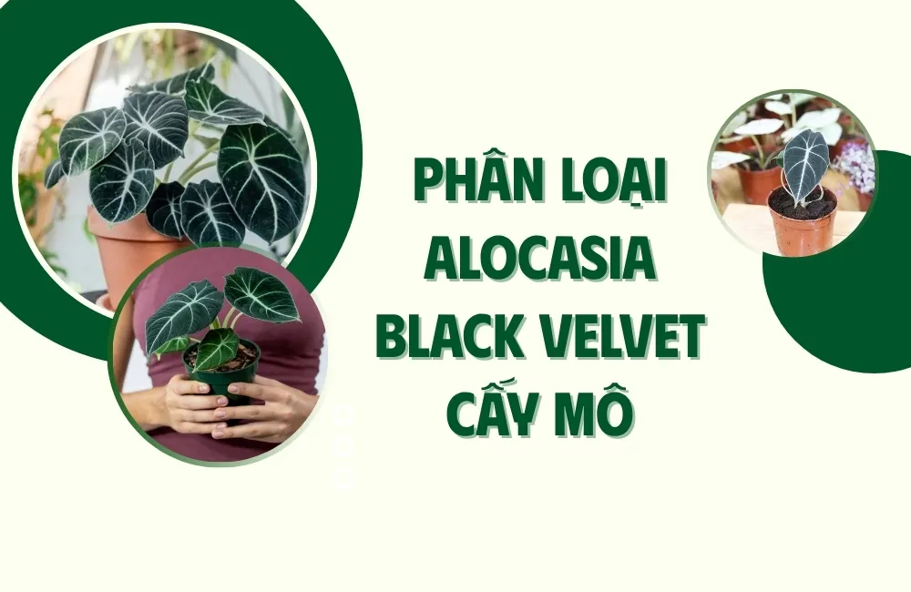 Tổng quan về Alocasia Black Velvet cấy mô