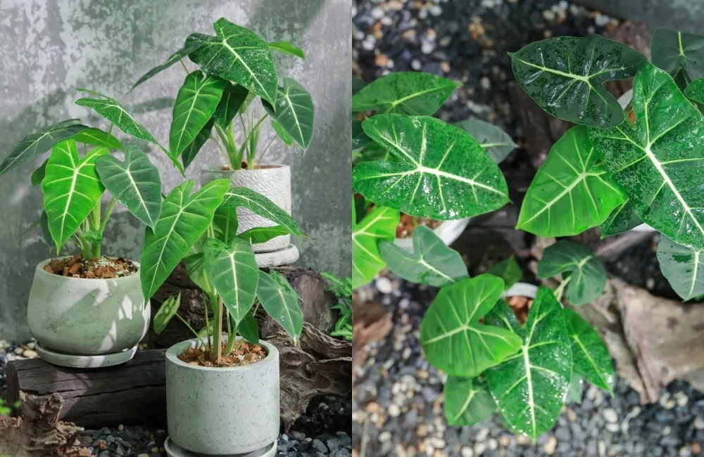 Phân Loại Alocasia Frydek Cấy Mô Theo Hình Thái Lá