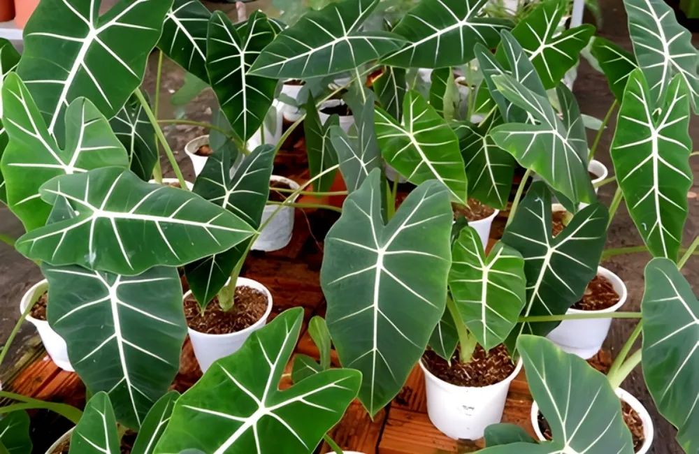 Ưu Điểm Của Alocasia Frydek Cấy Mô